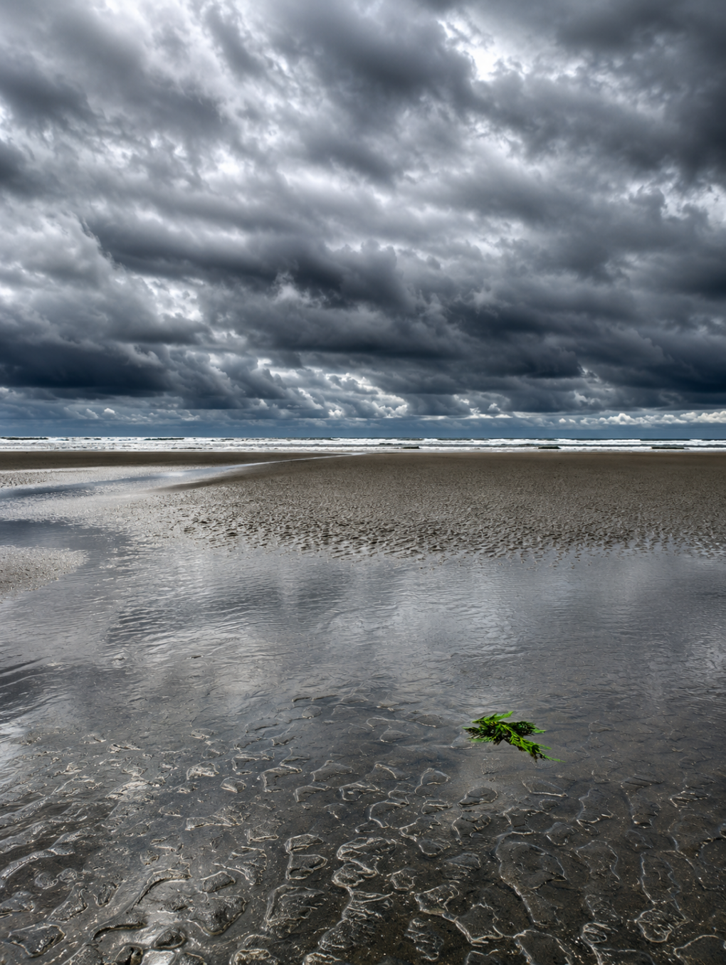 The Sea and the Cedar Reflections on a Healing Circle