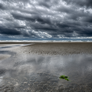The Sea and the Cedar Reflections on a Healing Circle
